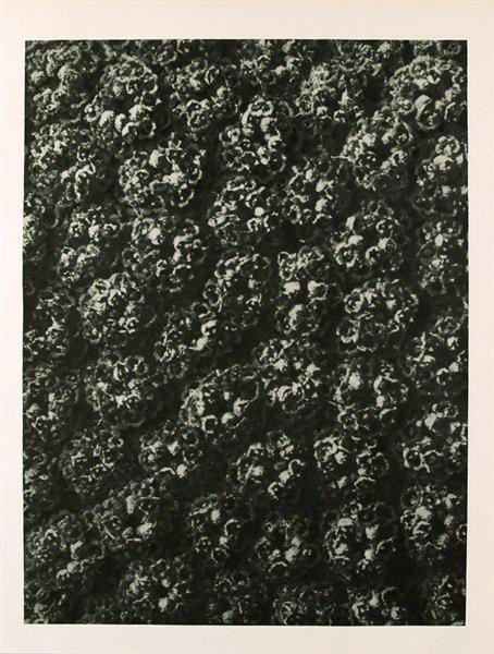KARL BLOSSFELDT (German) Original vintage photogr: Karl Blossfeldt (German, 1865 - 1932). "Achillea Filipendulina (Fernleaf Yarrow)". Original vintage photogravure. c1900-1928. Printed 1929. Printed on one side of the paper only ("sur blanc"). 10 1/8