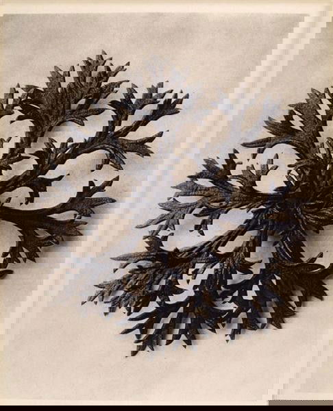 KARL BLOSSFELDT (German) Original vintage photogr: Karl Blossfeldt (German, 1865 - 1932). "Saxifraga Willkommniana (Willkomm's Saxifrage) II". Original vintage photogravure. c1900-1928. Printed 1942. Printed on one side of the paper only ("sur blanc")