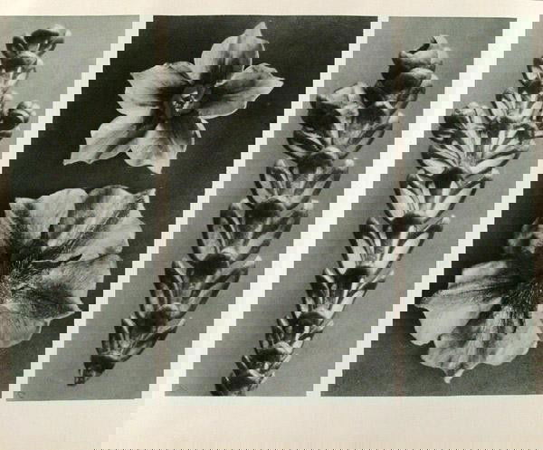 KARL BLOSSFELDT (German) Original vintage photogr: Karl Blossfeldt (German, 1865 - 1932). "Thujopsis Dolabrata. (A) Solaum Tubeosum. (B) Thojopsis Dolabrata. (C)". Original vintage photogravure. c1929. Printed 1929. Printed on one side of the paper on