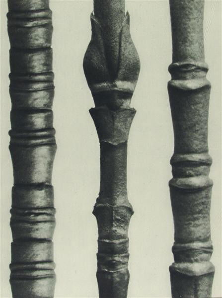 KARL BLOSSFELDT (German) Original vintage photogr: Karl Blossfeldt (German, 1865 - 1932). "Twigs of Two Dogwood Species [from "Art Forms in Nature"]". Original vintage photogravure. 1928. Printed 1928. From the scarce first edition. Printed on one sid