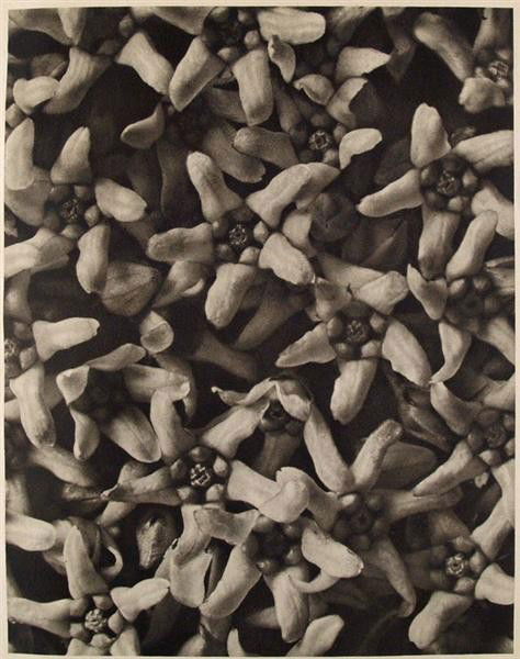 KARL BLOSSFELDT (German) Original vintage photogr: Karl Blossfeldt (German, 1865 - 1932). "Vincetoxicum Album (White Swallowwart)". Original vintage photogravure. c1932. Printed 1932. Printed on one side of the paper only ("sur blanc"). 11 1/4 x 8 5/8