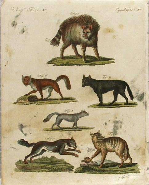 JACOB XAVER SCHMUZER - Hand-colored engraving: Jacob Xaver Schmuzer (German, Active 18th Century). "Quadruped XV". Hand-colored engraving. c1795. Signed in the plate, lower right. Laid paper. 9 1/4 x 7 5/16 in. (235 x 186 mm). Sheet Size: 10 1/8 x