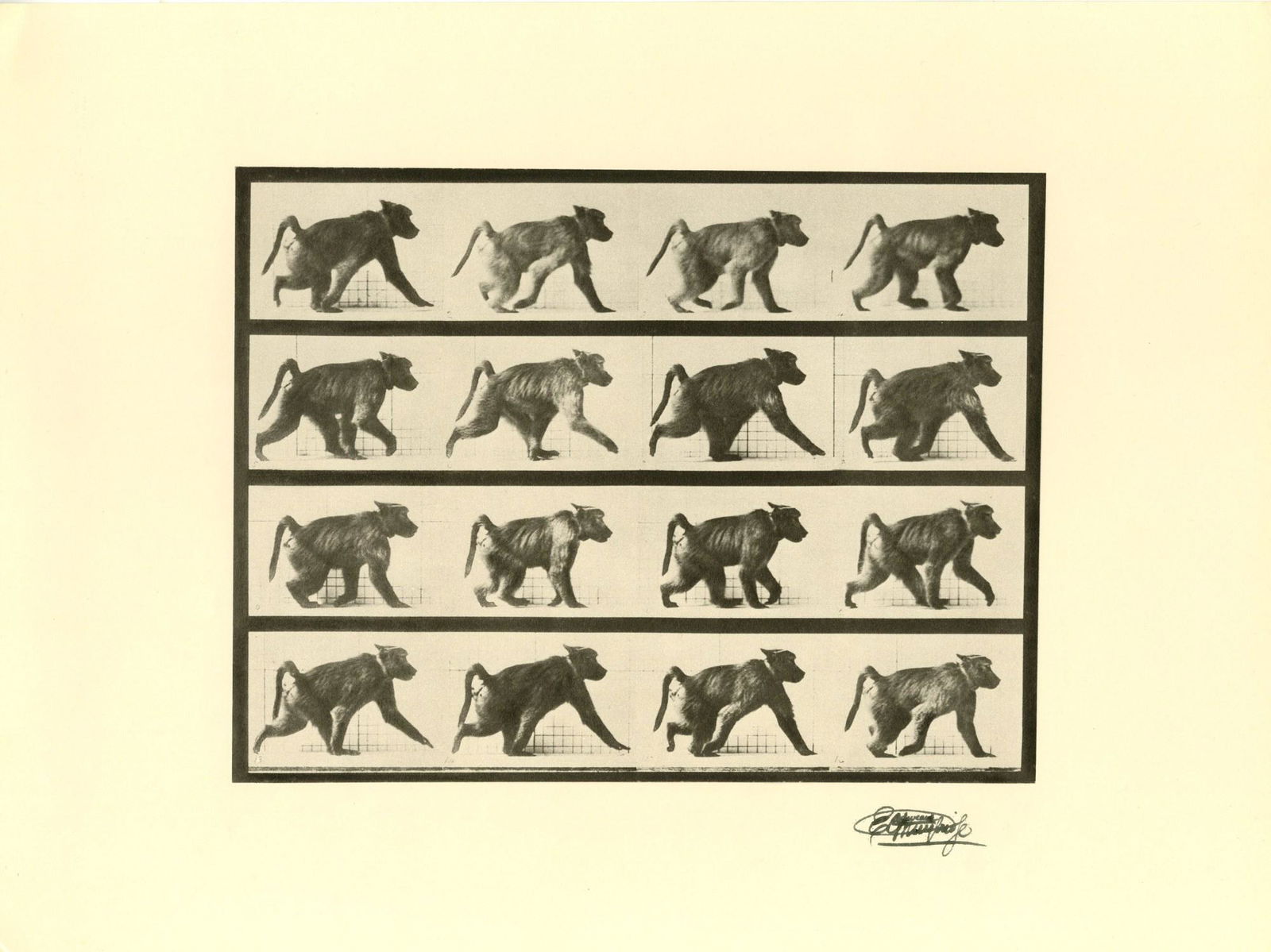 EADWEARD MUYBRIDGE [d'après] - Baboon Walking - Original photogravure (1 of 1)