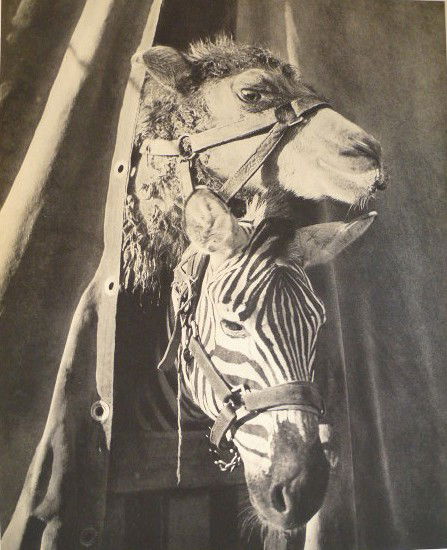 BRASSAI [GYULA HALASZ] - Original vintage photogra: Brassai [Gyula Halasz] (Hungarian/French, 1899-1984). "Curiosite". Original vintage photogravure. c1935. Printed 1938. 11 1/16 x 8 13/16 in. (281 x 224 mm). [23546]