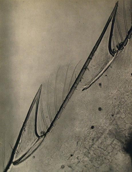 ELI LOTAR - Original vintage photogravure: Eli Lotar (American, 1905-1969). "Extrait e'un Film de Jean Painleve". Original vintage photogravure. c1931. Printed 1931. 11 x 8 3/8 in. (279 x 213 mm). [23008]