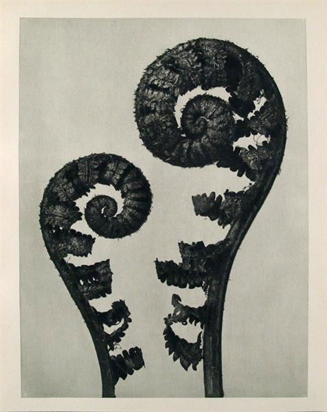 KARL BLOSSFELDT - Original vintage photogravure: Karl Blossfeldt (German, 1865 - 1932). "Aspidium Filix Mas (Male Fern)". Original vintage photogravure. c1900-1928. Printed 1929. Printed on one side of the paper only ("sur blanc"). Original editon,