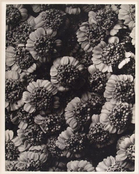 KARL BLOSSFELDT - Original vintage photogravure: Karl Blossfeldt (German, 1865 - 1932). "Chrysanthemum Macrophyllum (Tansy Daisy)". Original vintage photogravure. c1942. Printed 1942. Printed on one side of the paper only ("sur blanc"). 10 9/16 x 8