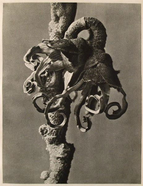 KARL BLOSSFELDT - Original vintage photogravure: Karl Blossfeldt (German, 1865 - 1932). "Hamamelis Japonica (Japanese Witchhazel Leaf)". Original vintage photogravure. c1932. Printed 1932. Printed on one side of the paper only ("sur blanc"). 11 1/8
