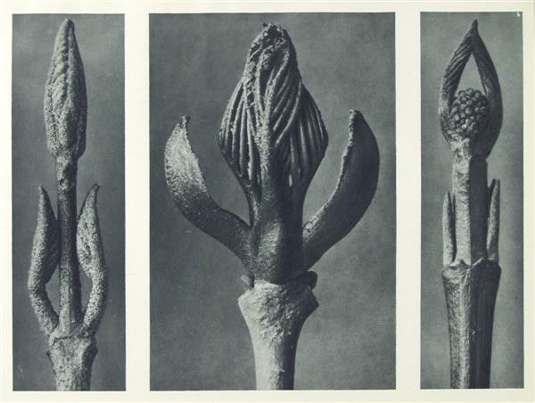 KARL BLOSSFELDT - Original vintage photogravure: Karl Blossfeldt (German, 1865 - 1932). "Mulberry, Ash and Dogwood (a. French-Mulberry b. Ash. c. Hairy Dogwood)". Original vintage photogravure. 1928. Printed 1928. From the scarce first edition. Prin