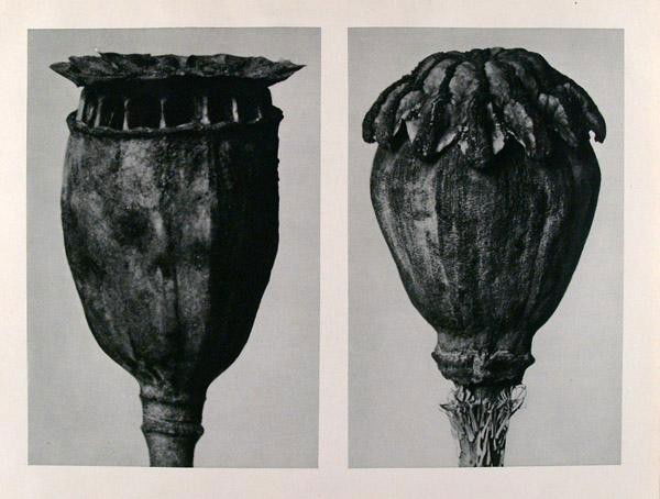 KARL BLOSSFELDT - Original vintage photogravure: Karl Blossfeldt (German, 1865 - 1932). "Papaver (Poppy)". Original vintage photogravure. c1929. Printed 1929. Printed on one side of the paper only ("sur blanc"). 7 1/2 x 10 3/16 in. (190 x 259 mm). [