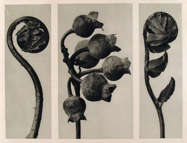 KARL BLOSSFELDT - Original vintage photogravure: Karl Blossfeldt (German, 1865 - 1932). "Polypodiaceae Aspidieae. (A) Vaccinium Corymbosum. (B) Phlystichum Falcatum. (C)". Original vintage photogravure. c1929. Printed 1929. Printed on one side of th