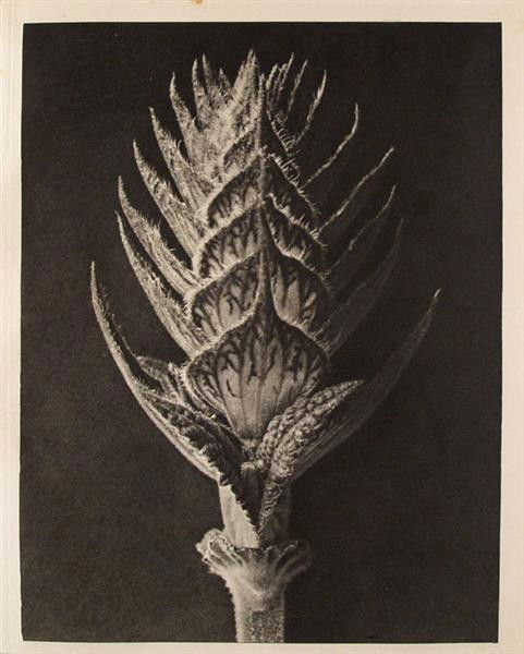 KARL BLOSSFELDT - Original vintage photogravure: Karl Blossfeldt (German, 1865 - 1932). "Salvia Pratensis (Meadow Sage)". Original vintage photogravure. c1900-1928. Printed 1932. Printed on one side of the paper only ("sur blanc"). Original editon.
