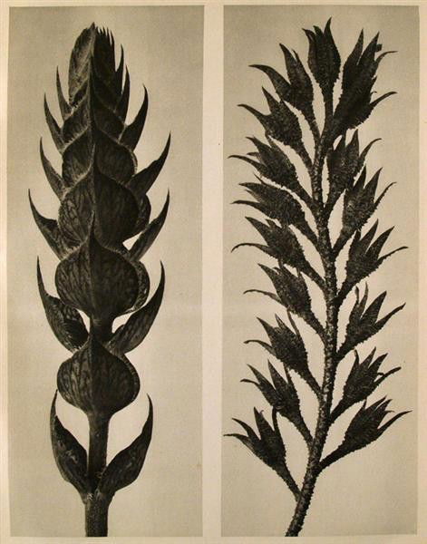 KARL BLOSSFELDT - Original vintage photogravure: Karl Blossfeldt (German, 1865 - 1932). "Salvia Pratensis. (A) Symphitum Officinale. (B)". Original vintage photogravure. c1932. Printed 1932. Printed on one side of the paper only ("sur blanc"). 11 1/