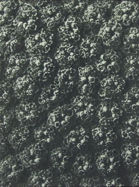 KARL BLOSSFELDT - Original vintage photogravure: Karl Blossfeldt (German, 1865 - 1932). "Yarrow #2". Original vintage photogravure. 1928. Printed 1928. From the scarce first edition. Printed on one side of the paper only ("sur blanc"). Excellent pri