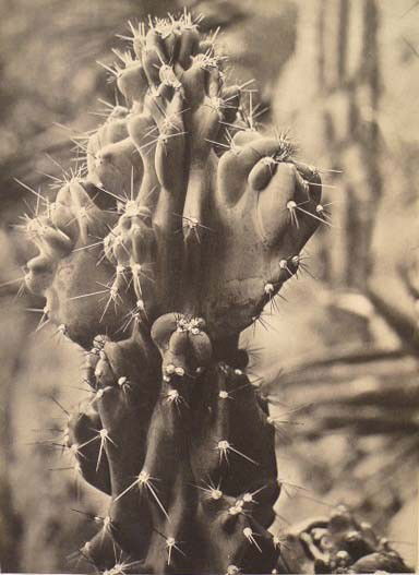 BRASSAI [GYULA HALASZ] - Original vintage photogra: Brassai [Gyula Halasz] (Hungarian/French, 1899-1984). "Cactus". Original vintage photogravure. c1936. Printed 1938. Image size: 11 5/16 x 8 5/16 in. (287 x 211 mm). [23542]