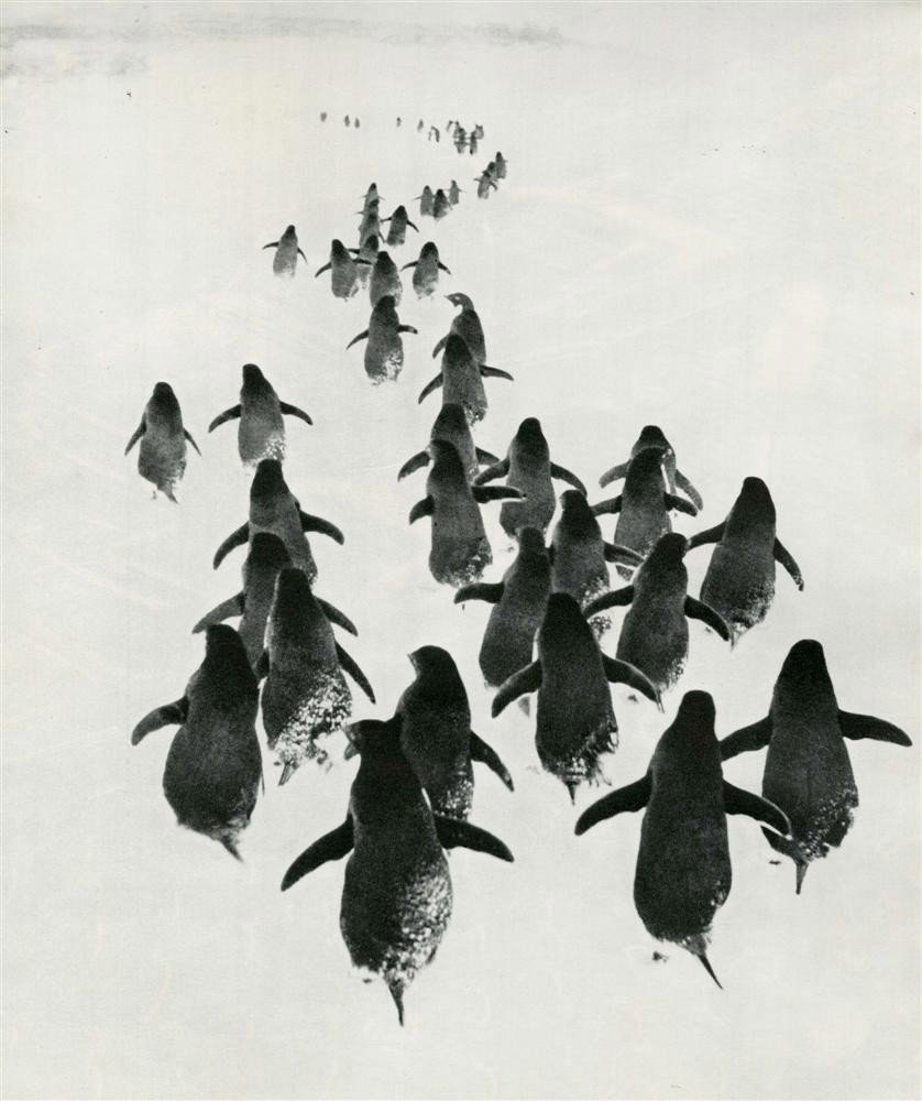 GENNADY KOPOSOV - Original vintage photogravure: Gennady Koposov (Russian, b.1938). "Penguins". Original vintage photogravure. c1967. Printed 1969. Fine condition. Image size: 12 x 10 1/16 in. (305 x 256 mm). [25444] {R100}