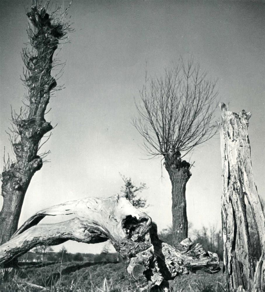 HERBERT LIST - Original vintage photogravure: Herbert List (German, 1903-1974). "Arbres Morts". Original vintage photogravure. c1939. Printed 1939. Image size: 7 1/4 x 6 3/4 in. (184 x 171 mm). [23874]