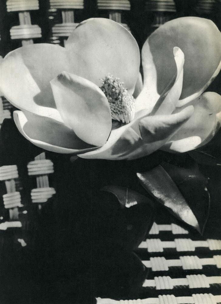 MAN RAY - Original vintage photogravure: Man Ray (American, 1890 - 1976). "Fleur [descriptive title]". Original vintage photogravure. c1933. Printed 1934. Image copyright © ADAGP/BNF - Artists Rights Society (ARS), New York / ADAGP, Paris.