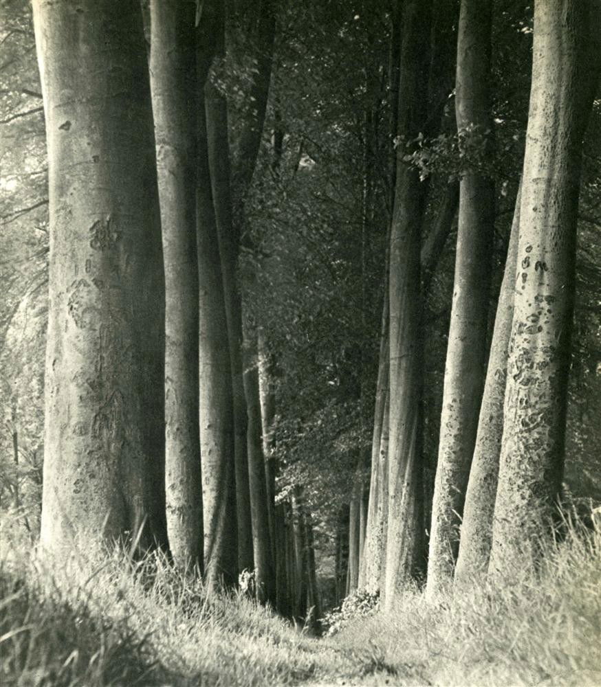 MAN RAY - Original vintage photogravure: Man Ray (American, 1890 - 1976). "Undergrowth and Trees". Original vintage photogravure. 1930. Printed 1934. See: www.manraytrust.com, pg.19. Image copyright © 2006 ADAGP/Man Ray Trust - Artists Righ