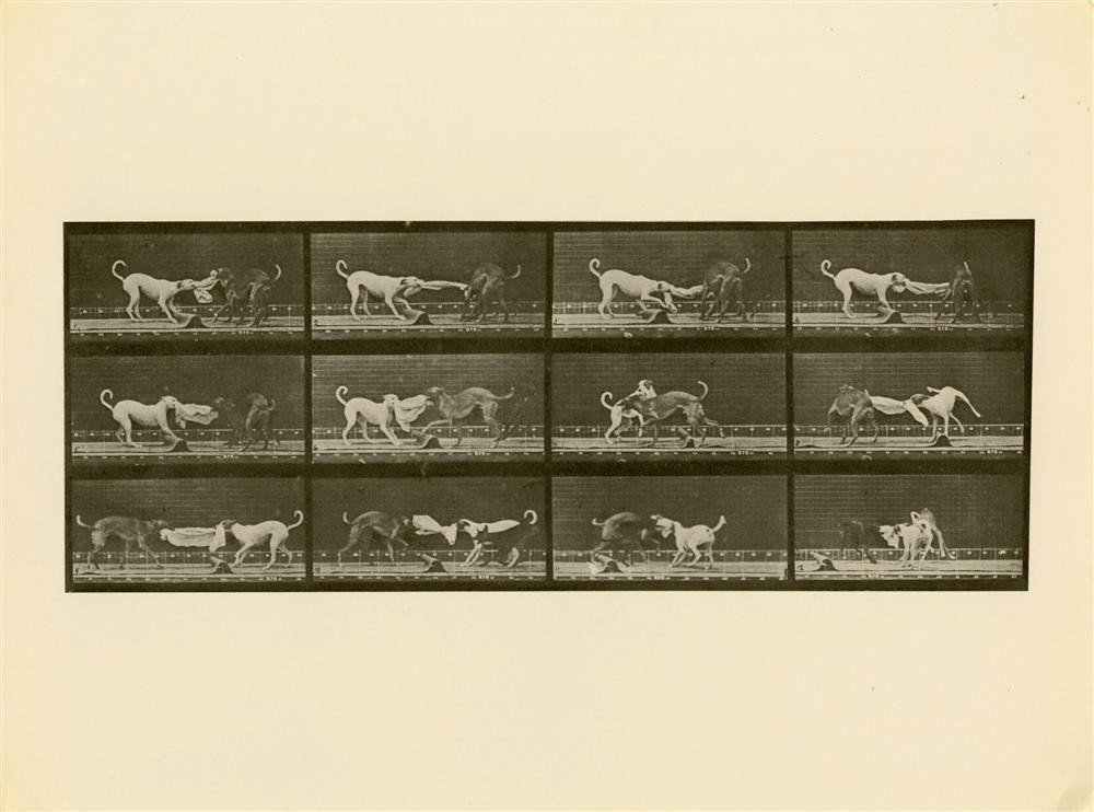 EADWEARD J. MUYBRIDGE [AFTER] - Original photogra: Eadweard J. Muybridge [after] (English/American, 1830-1904). "Animal Locomotion: Plate 715". Original photogravure. 1872-1885. Printed later. Fine condition. Image size: 5 5/16 x 13 3/4 in. (135 x 349
