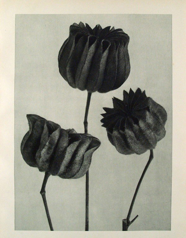 KARL BLOSSFELDT - Original vintage photogravure: Karl Blossfeldt (German, 1865 - 1932). "Abutilon (Flowering Maple)". Original vintage photogravure. c1900-1928. Printed 1929. Printed on one side of the paper only ("sur blanc"). Original editon, not