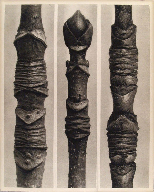 KARL BLOSSFELDT - Original vintage photogravure: Karl Blossfeldt (German, 1865 - 1932). "Acer Pseudoplatanus (Sycamore Maple)". Original vintage photogravure. c1942. Printed 1942. Printed on one side of the paper only ("sur blanc"). Image size: 10 9