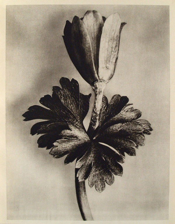 KARL BLOSSFELDT - Original vintage photogravure: Karl Blossfeldt (German, 1865 - 1932). "Anemona Nemorosa (Red Tee)". Original vintage photogravure. c1900-1928. Printed 1942. Printed on one side of the paper only ("sur blanc"). Image size: 10 9/16 x