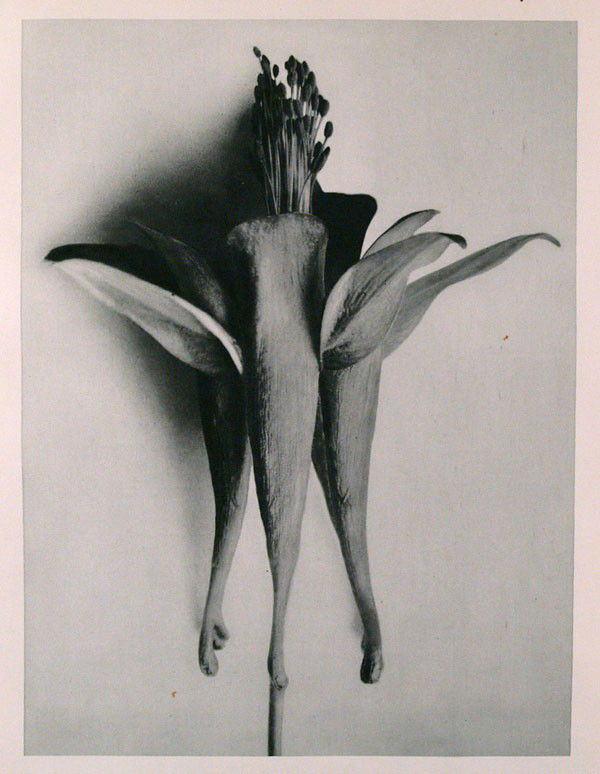 KARL BLOSSFELDT - Original vintage photogravure: Karl Blossfeldt (German, 1865 - 1932). "Aquilegia Chrysantha (Yellow Columbine )". Original vintage photogravure. c1900-1928. Printed 1929. Printed on one side of the paper only ("sur blanc"). Origina