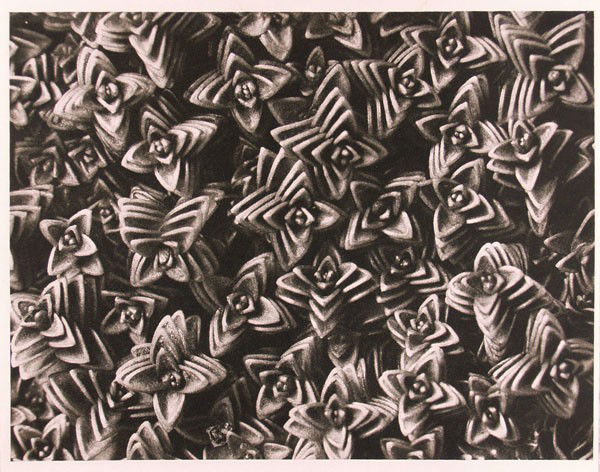 KARL BLOSSFELDT - Original vintage photogravure: Karl Blossfeldt (German, 1865 - 1932). "Arenaria Tetraquetra (Sandwort)". Original vintage photogravure. c1900-1928. Printed 1932. Printed on one side of the paper only ("sur blanc"). Image size: 11 1