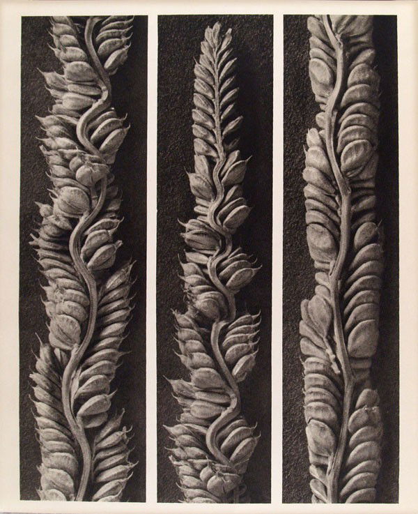 KARL BLOSSFELDT - Original vintage photogravure: Karl Blossfeldt (German, 1865 - 1932). "Beckmannia Cruciformis (Slough Grass)". Original vintage photogravure. c1942. Printed 1942. Printed on one side of the paper only ("sur blanc"). Image size: 10