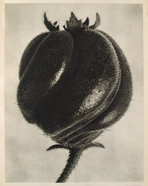 KARL BLOSSFELDT - Original vintage photogravure: Karl Blossfeldt (German, 1865 - 1932). "Blumenbachia Hieronymi (Loasaceae)". Original vintage photogravure. c1942. Printed 1942. Printed on one side of the paper only ("sur blanc"). Image size: 10 9/1