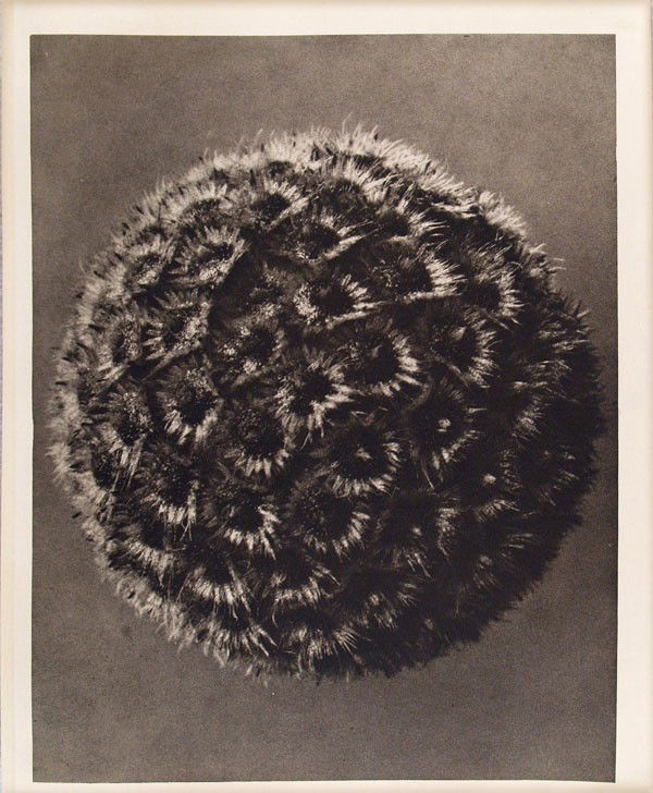 KARL BLOSSFELDT - Original vintage photogravure: Karl Blossfeldt (German, 1865 - 1932). "Cephalaria Alpina (Yellow Scabiose)". Original vintage photogravure. c1932. Printed 1932. Printed on one side of the paper only ("sur blanc"). Image size: 11 1/