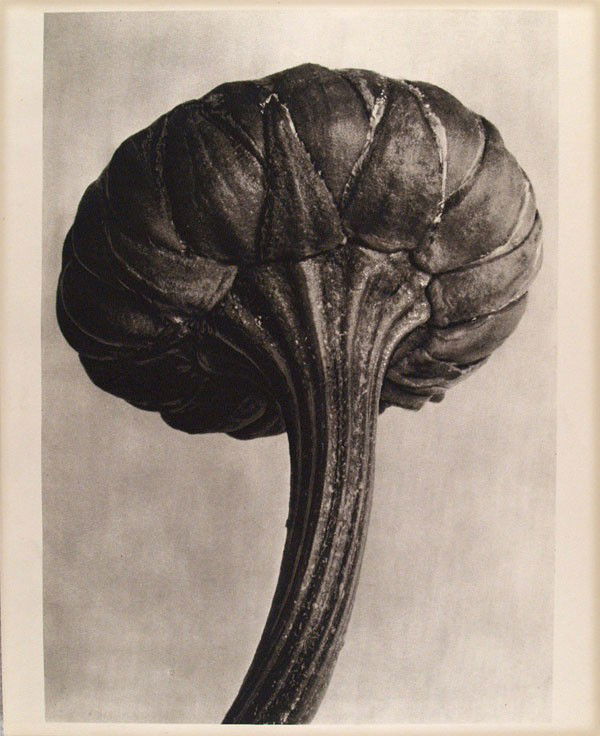 KARL BLOSSFELDT - Original vintage photogravure: Karl Blossfeldt (German, 1865 - 1932). "Chrysanthemum Leucanthemum (Oxeye Daisy)". Original vintage photogravure. c1900-1928. Printed 1942. Printed on one side of the paper only ("sur blanc"). Origina