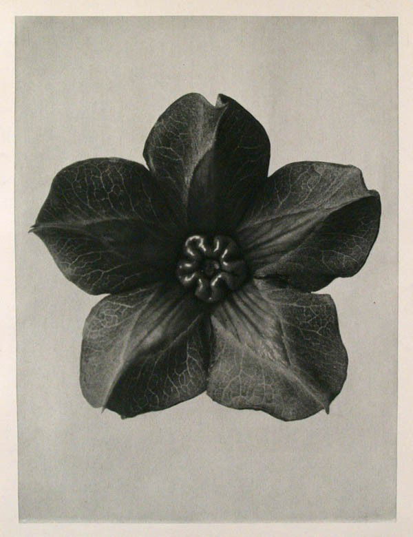 KARL BLOSSFELDT - Original vintage photogravure: Karl Blossfeldt (German, 1865 - 1932). "Cobea Scandens (Cathedral Bells)". Original vintage photogravure. c1900-1928. Printed 1929. Printed on one side of the paper only ("sur blanc"). Image size: 10
