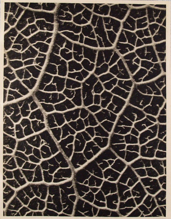 KARL BLOSSFELDT - Original vintage photogravure: Karl Blossfeldt (German, 1865 - 1932). "Columbiablatt (Columbian Leaf)". Original vintage photogravure. c1932. Printed 1932. Printed on one side of the paper only ("sur blanc"). Image size: 11 1/8 x 8