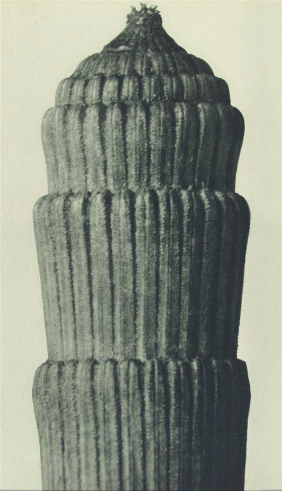 KARL BLOSSFELDT - Original vintage photogravure: Karl Blossfeldt (German, 1865 - 1932). "Equisetum Hiemale [#1] - Rough Horsetail #1". Original vintage photogravure. 1928. Printed 1928. From the scarce first edition. Printed on one side of the paper