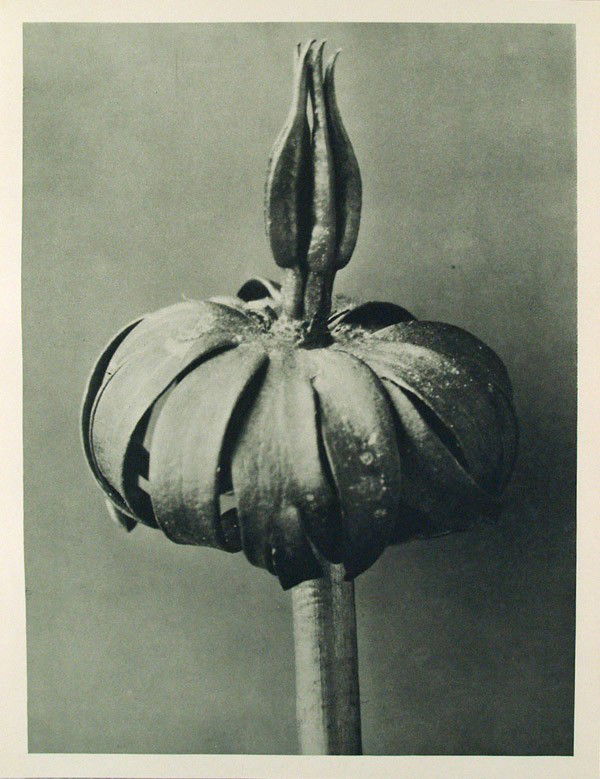 KARL BLOSSFELDT - Original vintage photogravure: Karl Blossfeldt (German, 1865 - 1932). "Eranthis Cilicia (Orange Glow)". Original vintage photogravure. c1900-1928. Printed 1929. Printed on one side of the paper only ("sur blanc"). Original editon.