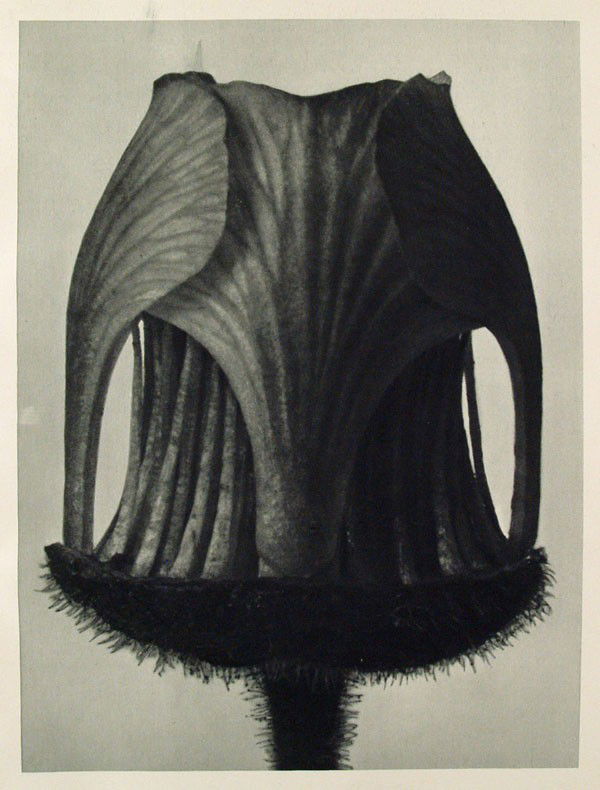 KARL BLOSSFELDT - Original vintage photogravure: Karl Blossfeldt (German, 1865 - 1932). "Geum Rivale". Original vintage photogravure. c1929. Printed 1929. Printed on one side of the paper only ("sur blanc"). Image size: 10 3/16 x 7 7/16 in. (259 x 1