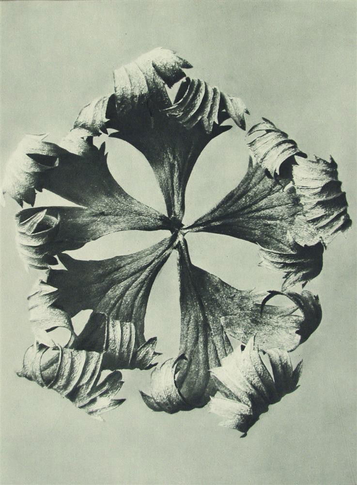 KARL BLOSSFELDT - Original vintage photogravure: Karl Blossfeldt (German, 1865 - 1932). "Globeflower". Original vintage photogravure. 1928. Printed 1928. From the scarce first edition. Printed on one side of the paper only ("sur blanc"). Excellent p