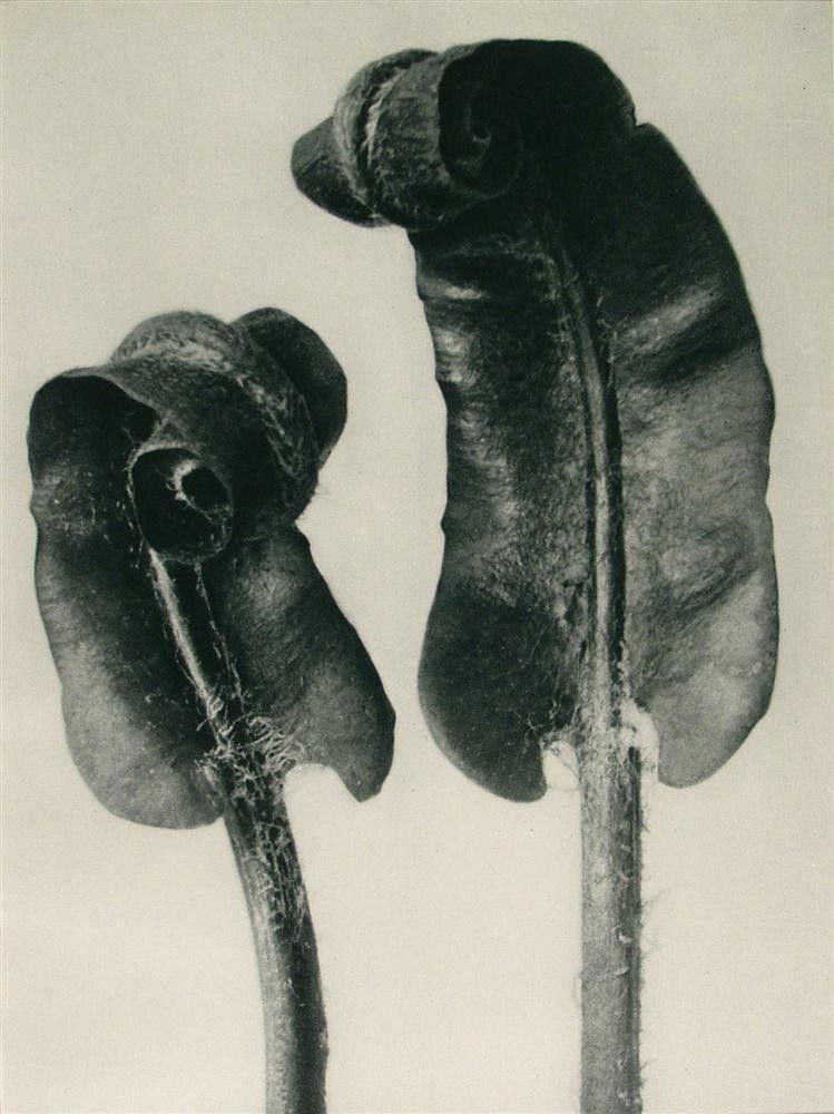 KARL BLOSSFELDT - Original vintage photogravure: Karl Blossfeldt (German, 1865 - 1932). "Hart's Tongue". Original vintage photogravure. 1928. Printed 1928. From the scarce first edition. Printed on one side of the paper only ("sur blanc"). Excellent
