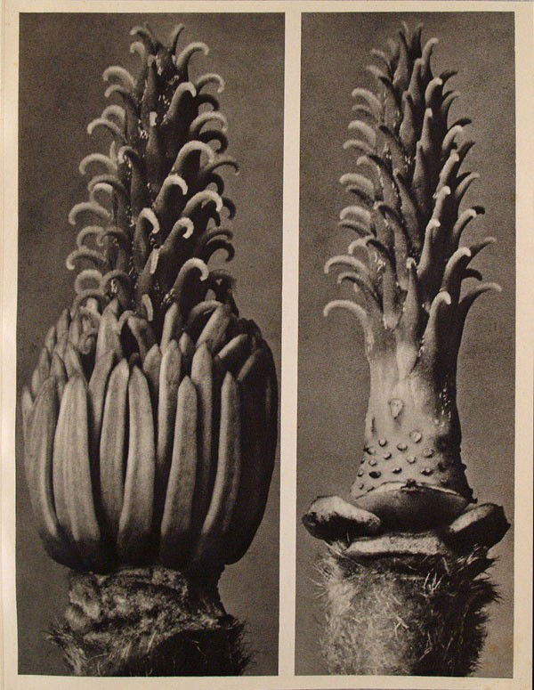 KARL BLOSSFELDT - Original vintage photogravure: Karl Blossfeldt (German, 1865 - 1932). "Magnolia Denudata X Precia (Yulan Magnolia)". Original vintage photogravure. c1932. Printed 1932. Printed on one side of the paper only ("sur blanc"). Image siz