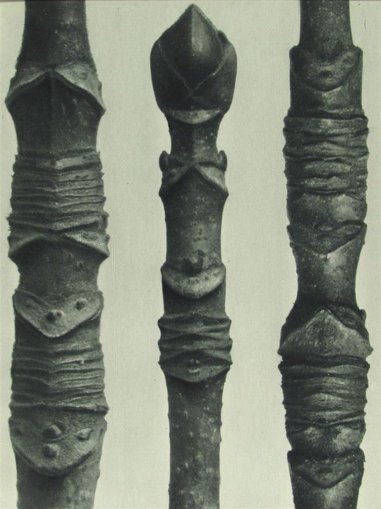 KARL BLOSSFELDT - Original vintage photogravure: Karl Blossfeldt (German, 1865 - 1932). "Maple-Tree #1". Original vintage photogravure. c1900-1928. Printed 1928. From the scarce first edition. Printed on one side of the paper only ("sur blanc"). Exc