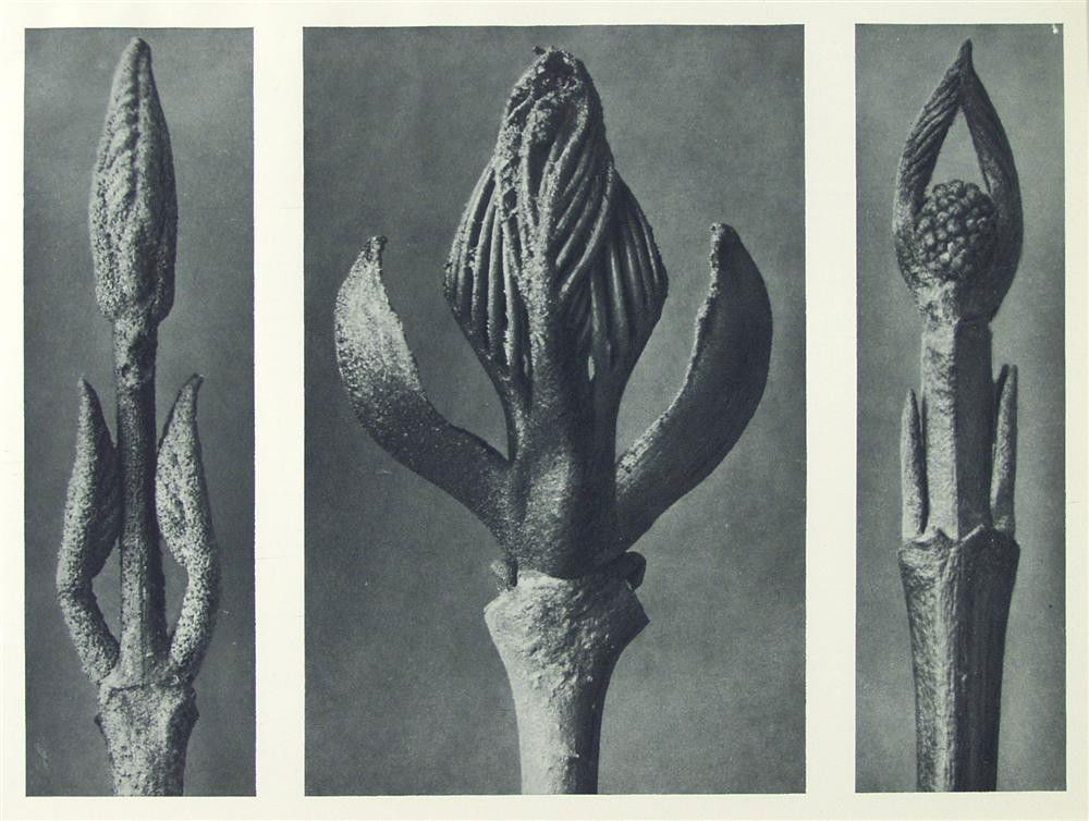 KARL BLOSSFELDT - Original vintage photogravure: Karl Blossfeldt (German, 1865 - 1932). "Mulberry, Ash and Dogwood (a. French-Mulberry b. Ash. c. Hairy Dogwood)". Original vintage photogravure. 1928. Printed 1928. From the scarce first edition. Prin