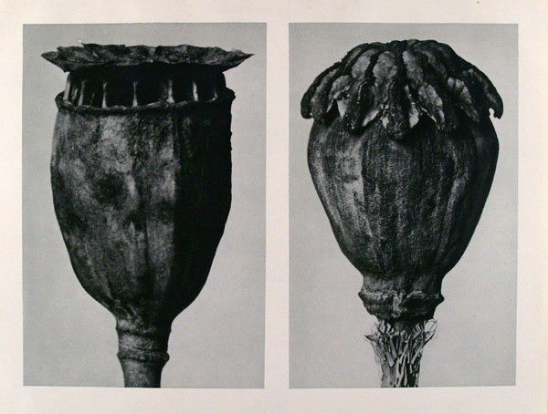 KARL BLOSSFELDT - Original vintage photogravure: Karl Blossfeldt (German, 1865 - 1932). "Papaver (Poppy)". Original vintage photogravure. c1929. Printed 1929. Printed on one side of the paper only ("sur blanc"). Image size: 7 1/2 x 10 3/16 in. (190