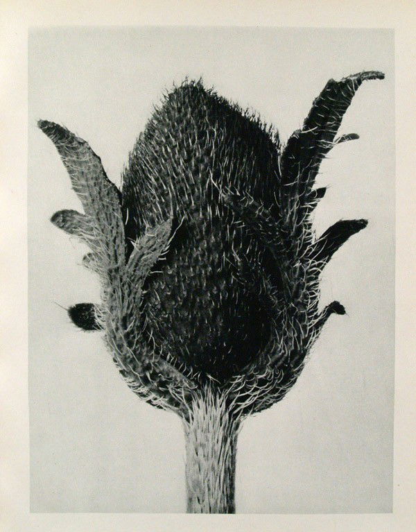 KARL BLOSSFELDT - Original vintage photogravure: Karl Blossfeldt (German, 1865 - 1932). "Papaver Orientale (Oriental Poppy)". Original vintage photogravure. c1929. Printed 1929. Printed on one side of the paper only ("sur blanc"). Image size: 10 1/8