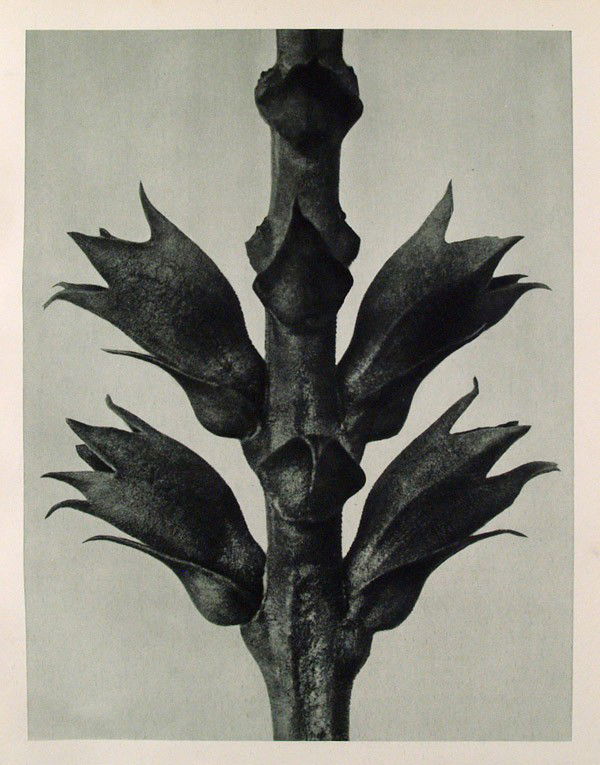 KARL BLOSSFELDT - Original vintage photogravure: Karl Blossfeldt (German, 1865 - 1932). "Physostegia Virginiana (Obendient Plant)". Original vintage photogravure. c1929. Printed 1929. Printed on one side of the paper only ("sur blanc"). Image size: