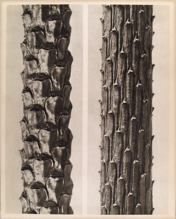 KARL BLOSSFELDT - Original vintage photogravure: Karl Blossfeldt (German, 1865 - 1932). "Pinus Silvestris. (A) Picea Excelsa. (B)". Original vintage photogravure. c1942. Printed 1942. Printed on one side of the paper only ("sur blanc"). Image size: