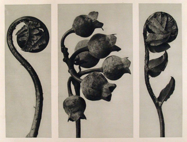KARL BLOSSFELDT - Original vintage photogravure: Karl Blossfeldt (German, 1865 - 1932). "Polypodiaceae Aspidieae. (A) Vaccinium Corymbosum. (B) Phlystichum Falcatum. (C)". Original vintage photogravure. c1929. Printed 1929. Printed on one side of th
