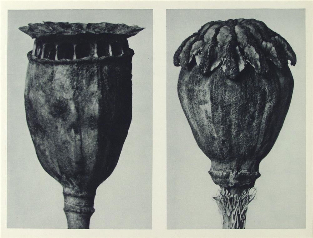 KARL BLOSSFELDT - Original vintage photogravure: Karl Blossfeldt (German, 1865 - 1932). "Poppies". Original vintage photogravure. 1928. Printed 1928. From the scarce first edition. Printed on one side of the paper only ("sur blanc"). Image size: 7 1