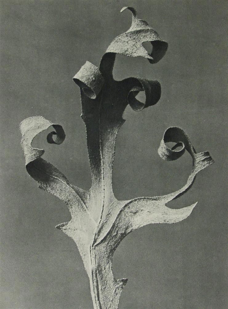 KARL BLOSSFELDT - Original vintage photogravure: Karl Blossfeldt (German, 1865 - 1932). "Rosin-Weed, Compass-Plant #2". Original vintage photogravure. 1928. Printed 1928. From the scarce first edition. Printed on one side of the paper only ("sur bla
